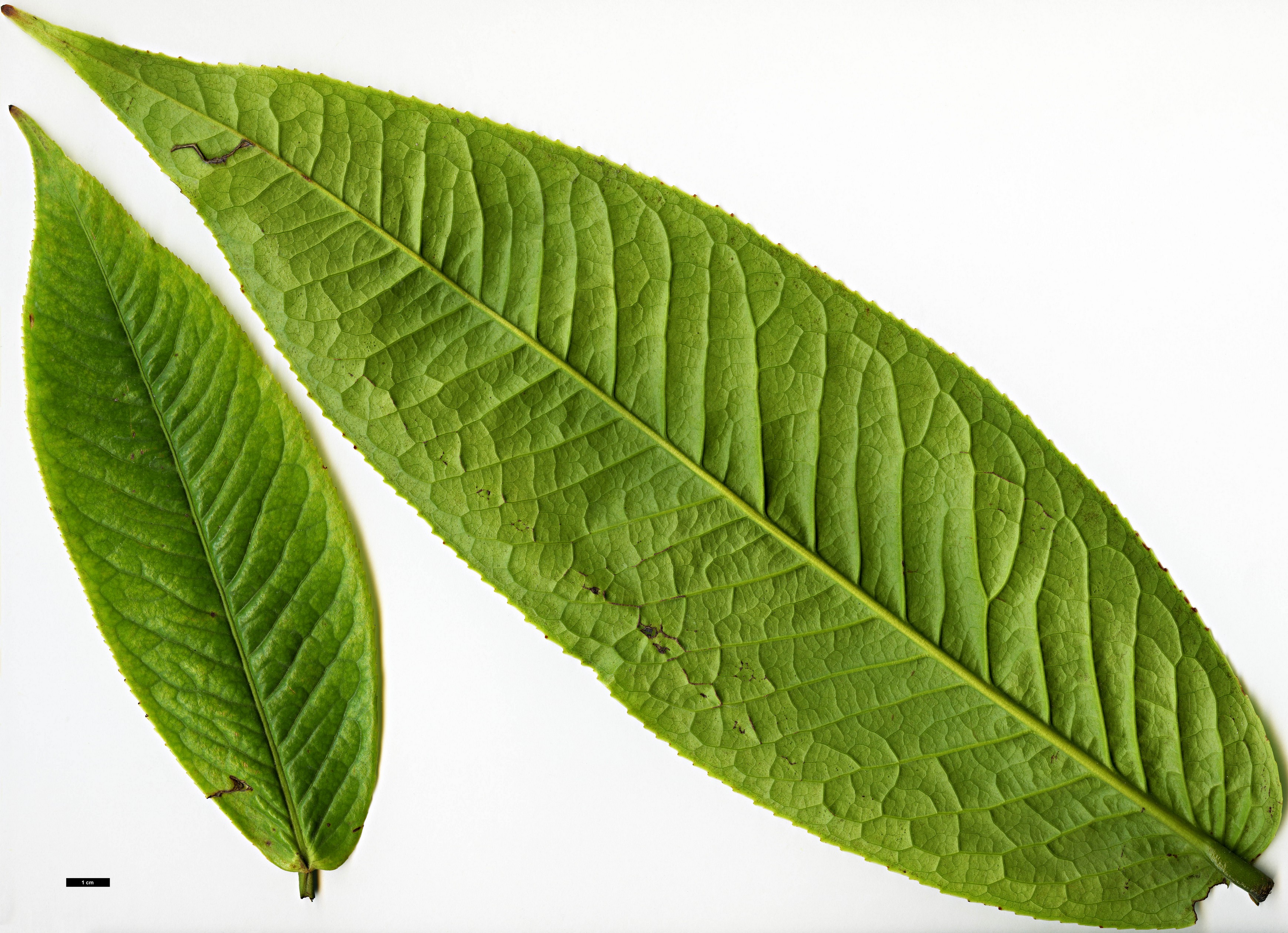 High resolution image: Family: Theaceae - Genus: Camellia - Taxon: species (Vietnam)